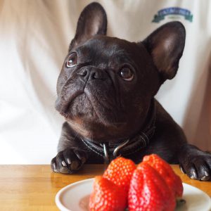 10 Najlepszych owoców dla psa